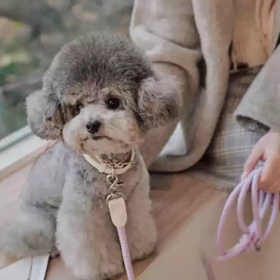 Leather Dog Collar with Handheld Leash for Small and Medium Dogs