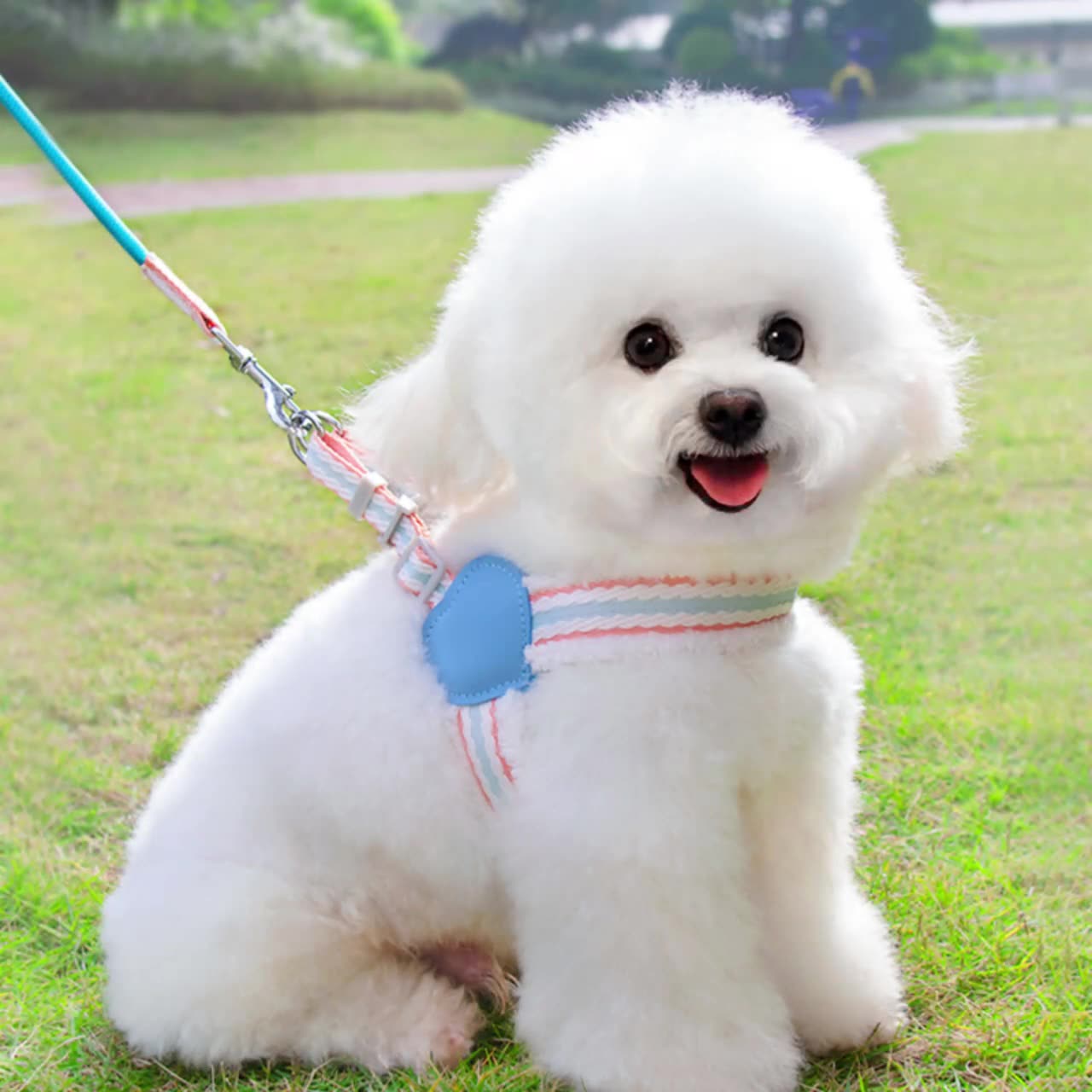 Breathable Summer Dog Harness and Leash for Small to Medium Dogs